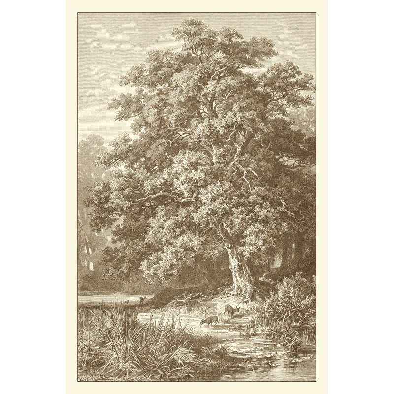 Sepia Oak Tree by Ernst Heyn - Wrapped Canvas Print, 46cm H x 30cm W
