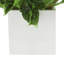Rohdea Japonica Plant in Fiberstone Pot