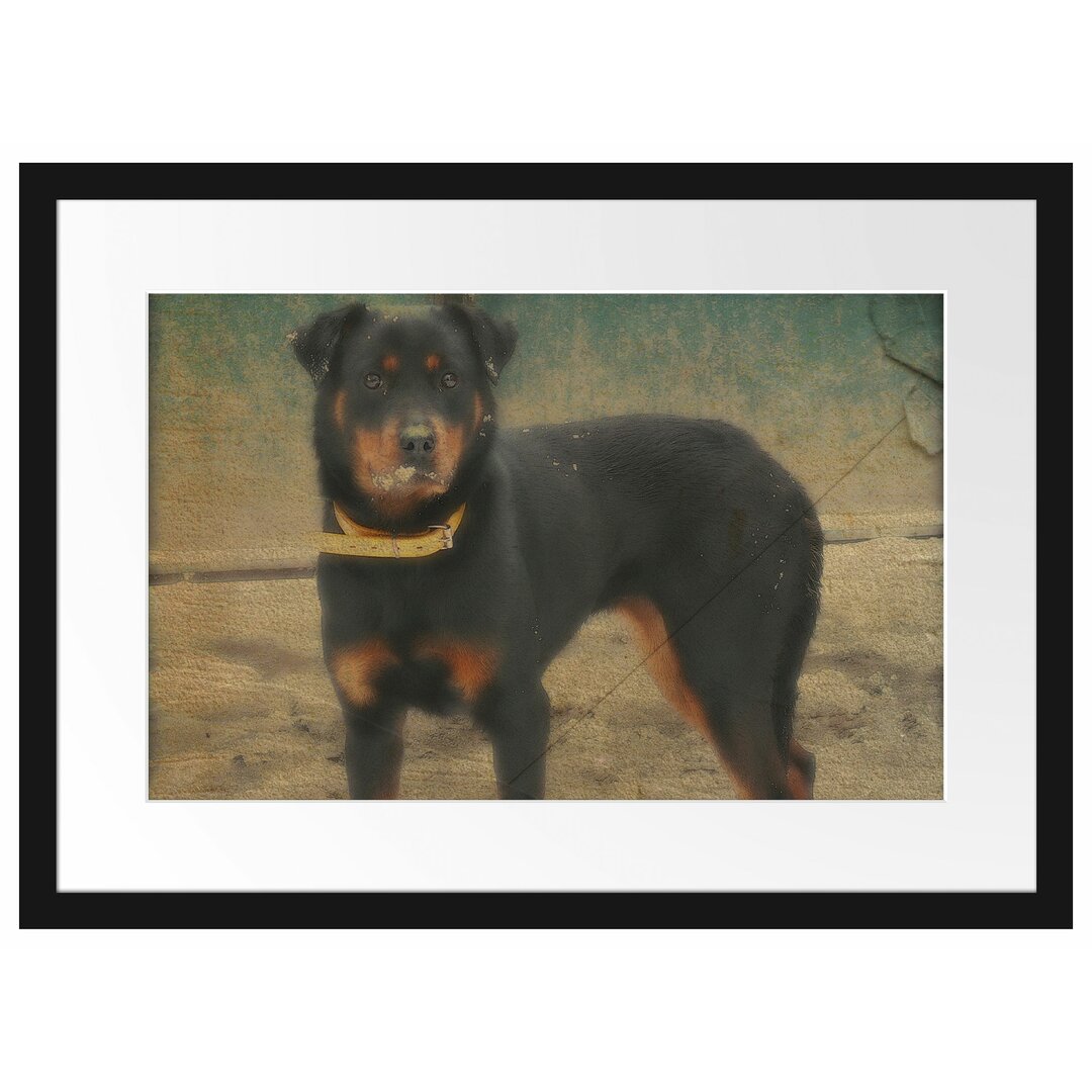 Gerahmtes Poster Prächtiger Rottweiler