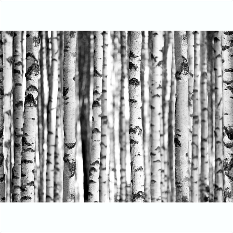 2.32m x 315cm 4 Piece Wallpaper Mural
