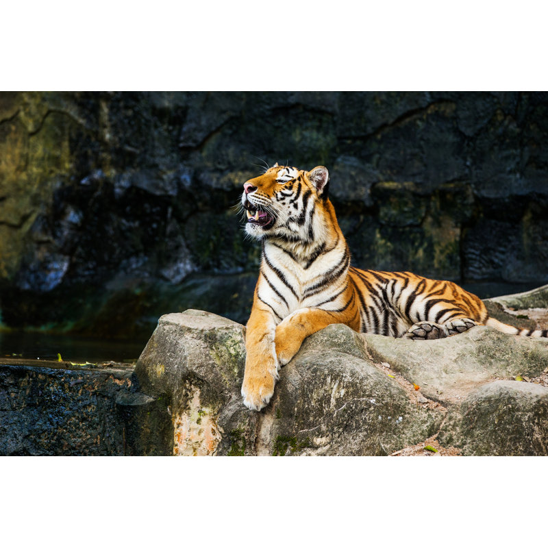 Tigre - Photographie sur toile tendue, H 12 po x l 18 po