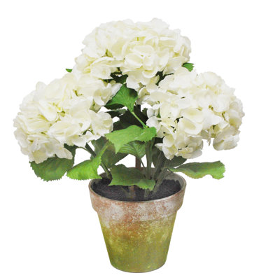 Potted 3 Stem Hydrangea