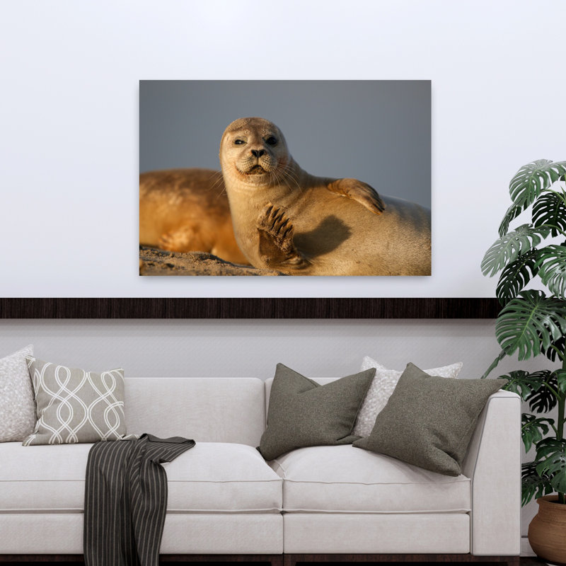 Curious Seal Waving by Anne Ponsen - Wrapped Canvas Print, 122 cm H x 81 cm W