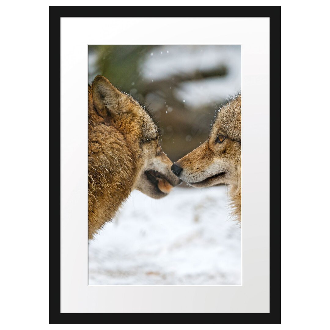 Gerahmtes Poster Liebevolle Wölfe im Schnee