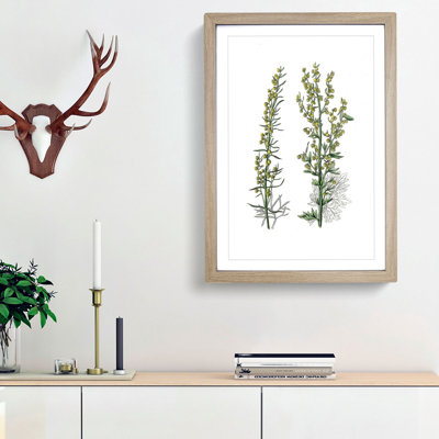 Mugwort Flowers Illustration - Picture Frame Painting Print