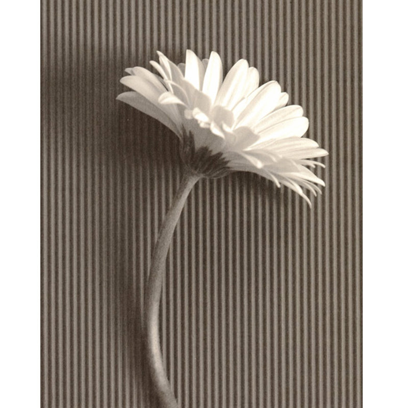 Fresh Cut Gerbera Daisy III, 35" H x 28" W