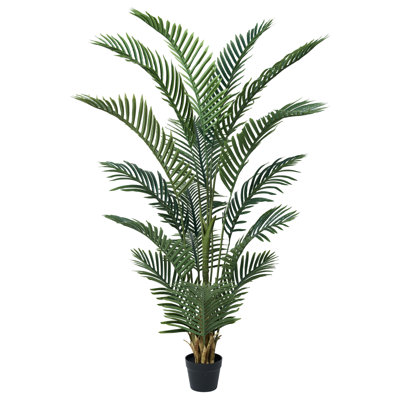 Adcock Palm Tree in Pot