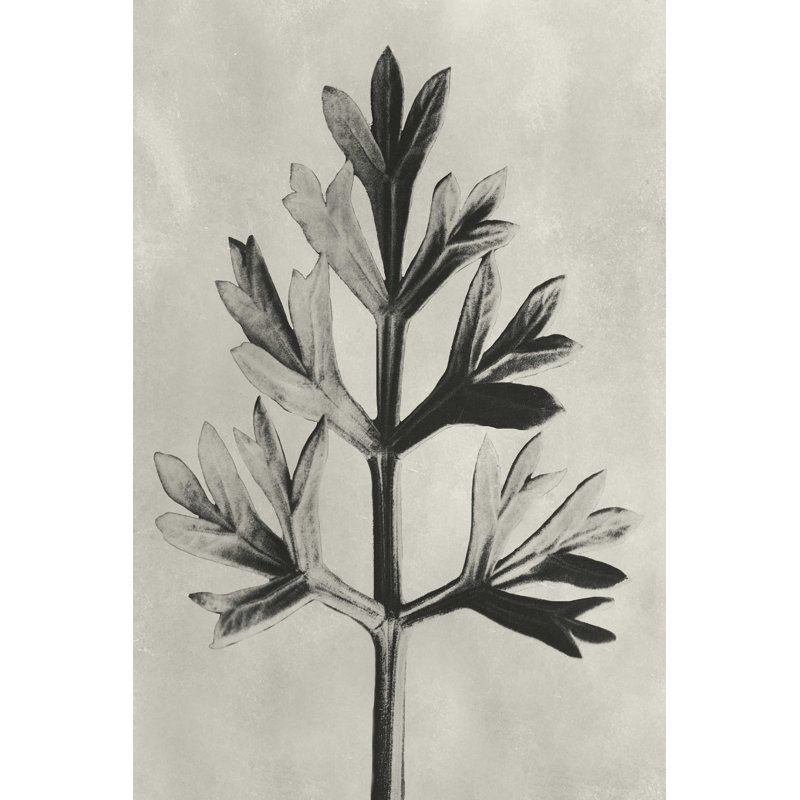Blossfeldt Botanical I, H 18 po x l 12 po