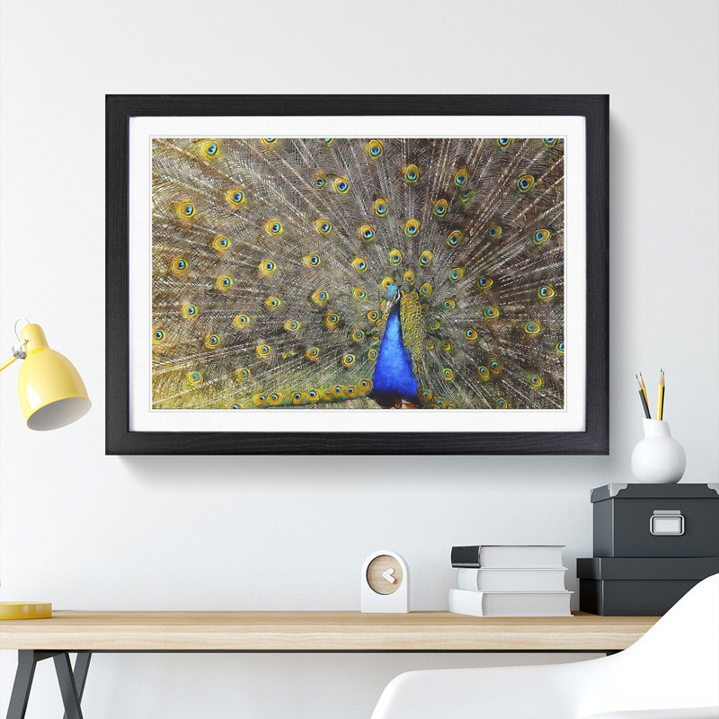 Peacock Vol.1 - Framed Print, Black Framed, 48cm H x 65cm W x 2cm D