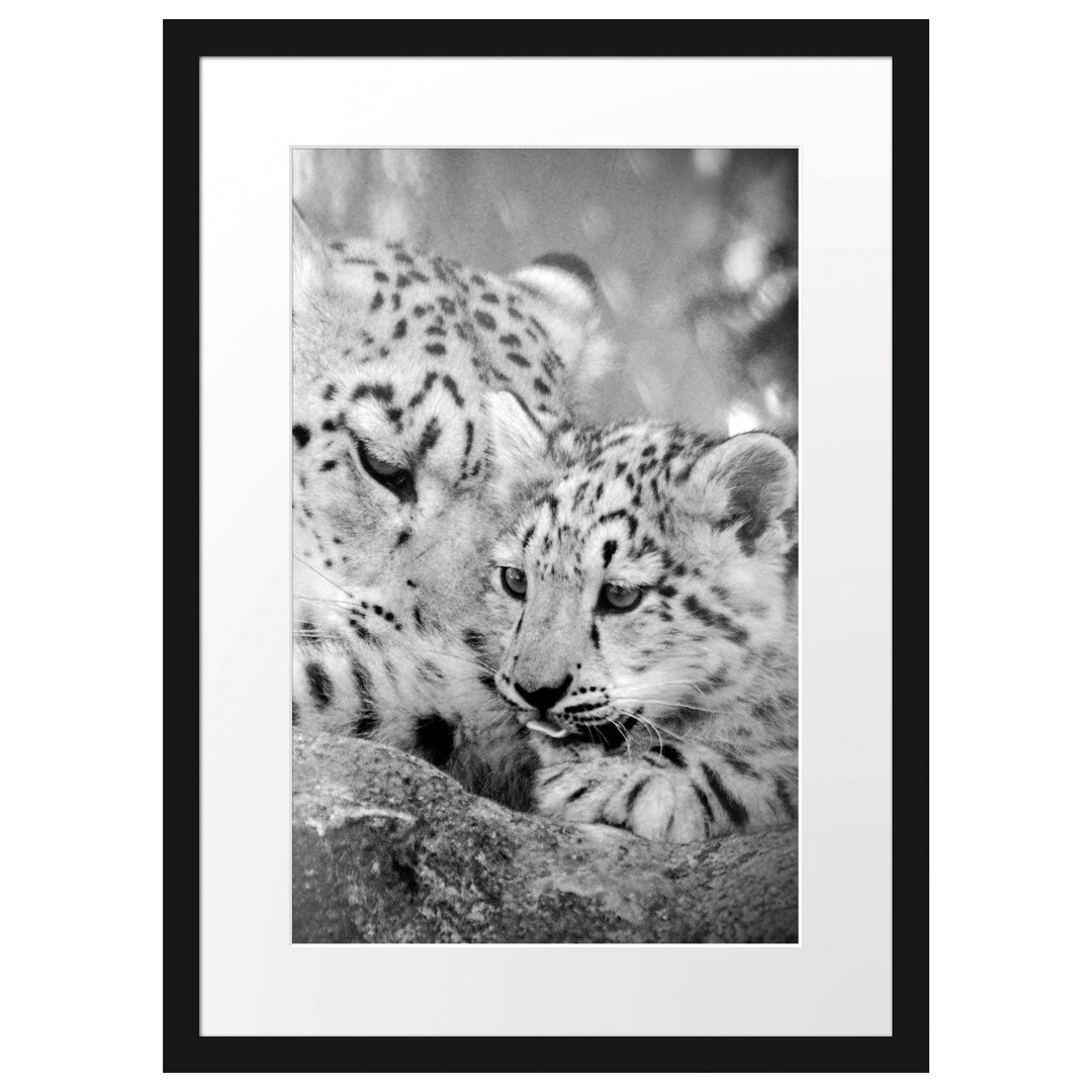 Gerahmtes Poster Leopard mit Jungtier