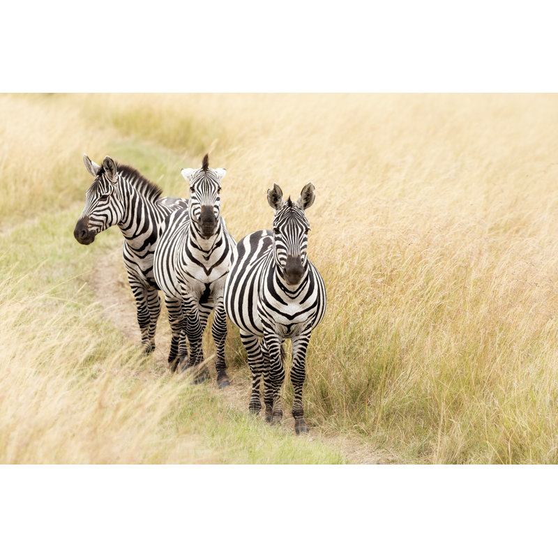 Thinder Zebra In Masai Mara - Wrapped Canvas Print, 30cm H x 46cm W x 3.8cm D