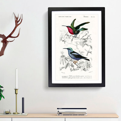 Bird Illustrations PL. 3E by Charles d Orbigny - Framed Print