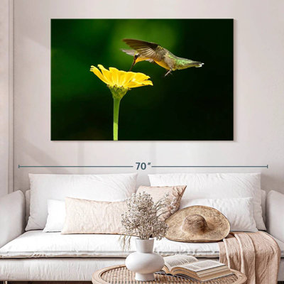 Brampt Hummingbird In Flight