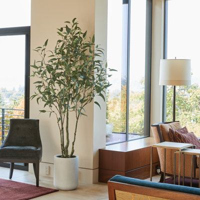 Eucalyptus saule 7 pi ARBRE
