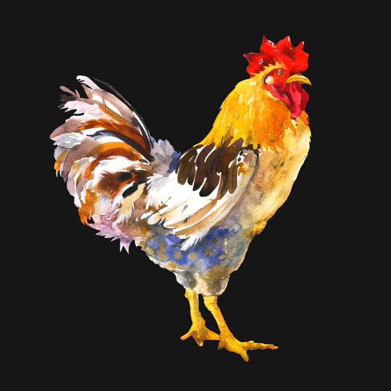 Domestic Bird Illustration - Wrapped Canvas Print, 51cm H x 51cm W x 3.8cm D