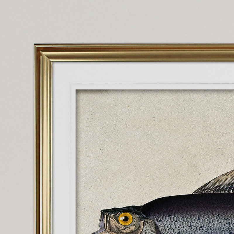 « rétro fish study i », impression, Cadre doré, H 31 po x l 43 po x P 1,5 po
