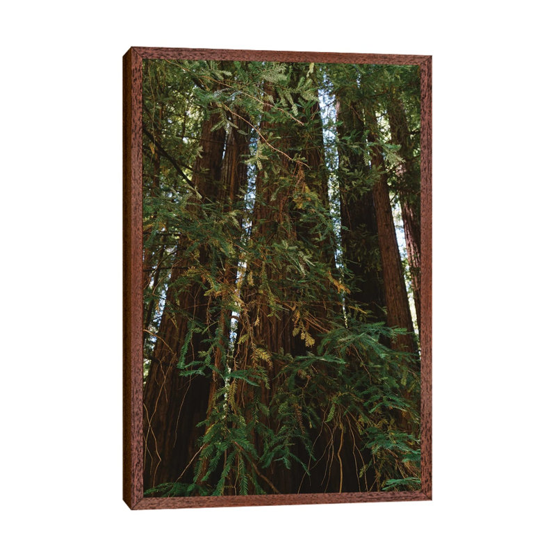 Redwood Forest XIV 1 Piece Wall Art on Canvas, 66.04cm H x 45.72cm W x 3.81cm D, Classic Brown Wood Framed