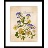 Pansy Painting