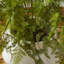 Cunha Faux Fern Plant in Pot