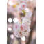 Cerisier en fleurs avec lumières DEL-1008177227-1008177238