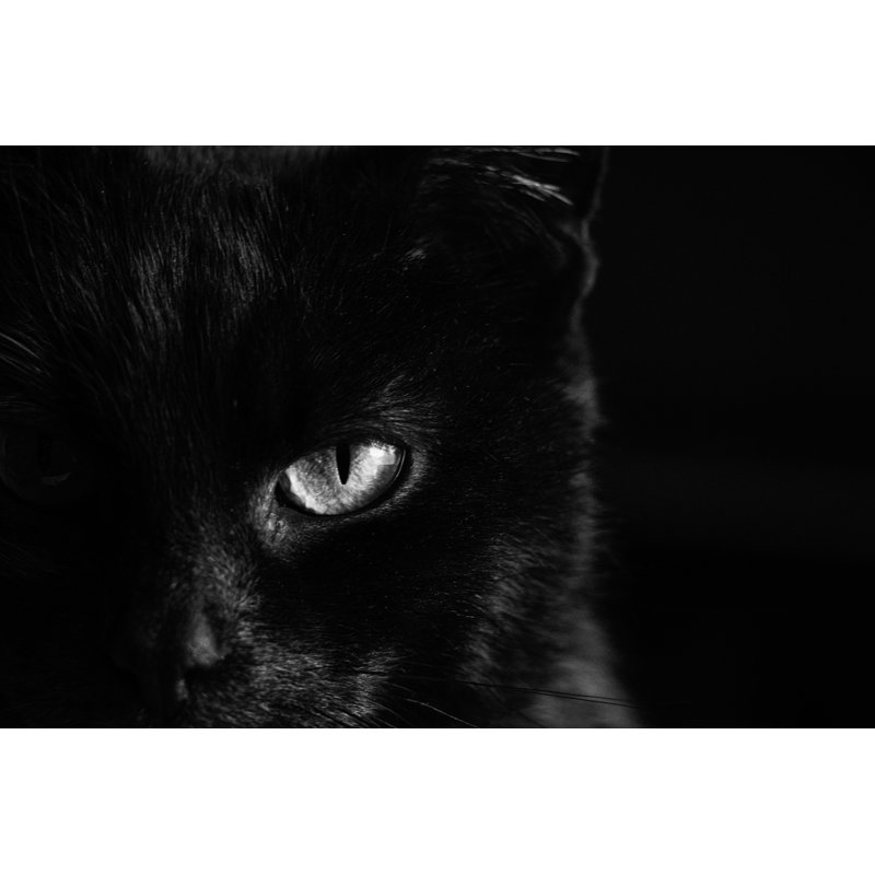 Bellissima Black Cat by Victoria Kotlyarchuk - Wrapped Canvas Print, 30cm H x 46cm W x 3.8cm D