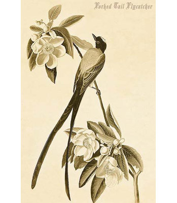 « forked tail flycatcher »-impression d’art graphique