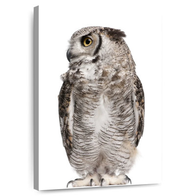Brampt Owl Looking Sideways