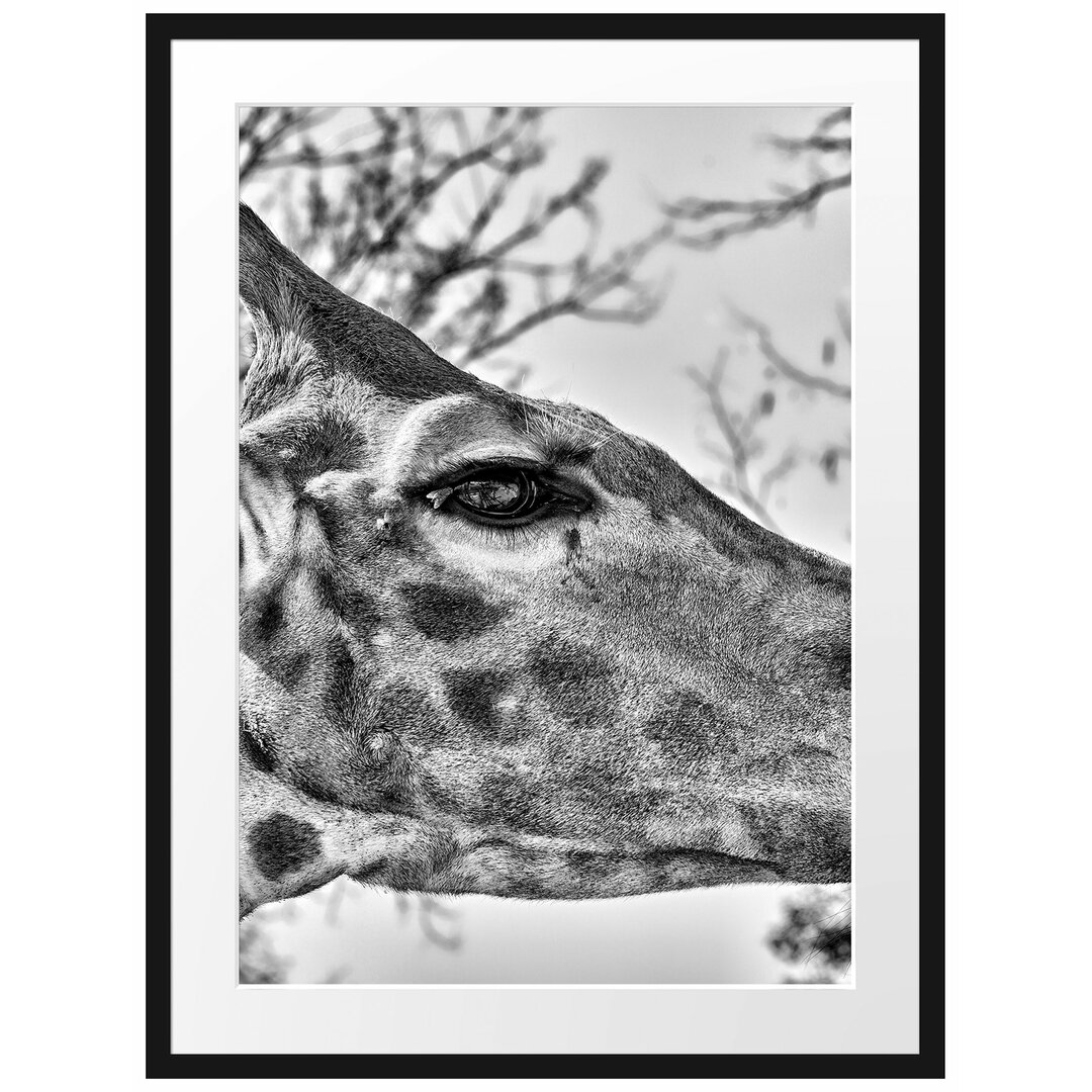 Gerahmter Fotodruck Graceful Giraffe Eating