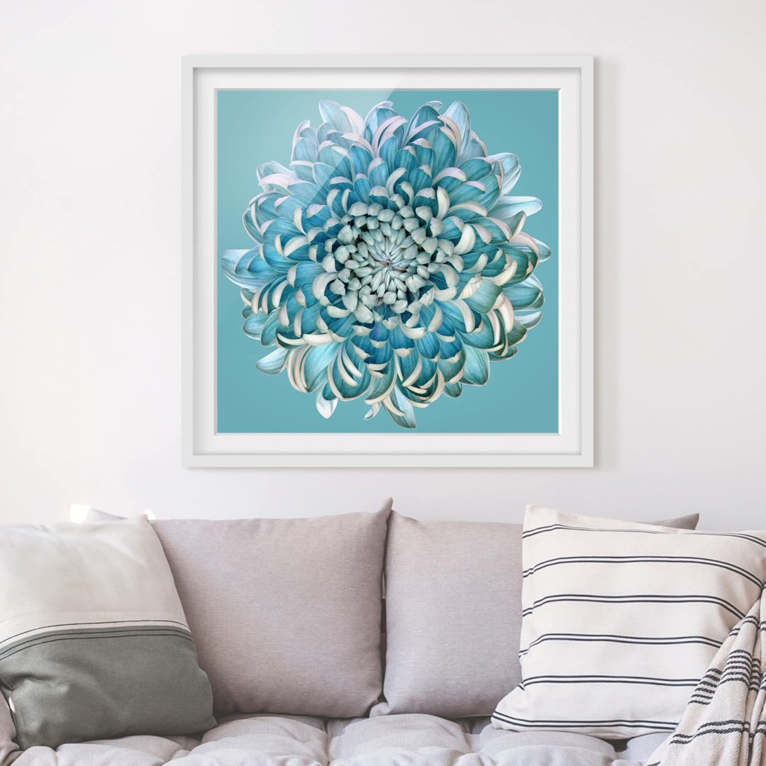 Gerahmtes Papierbild Blaue Chrysantheme