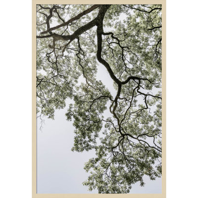 Pleasantville "Coastal Forest" Print