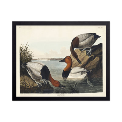 John James Audubon - Canvas backed Duck