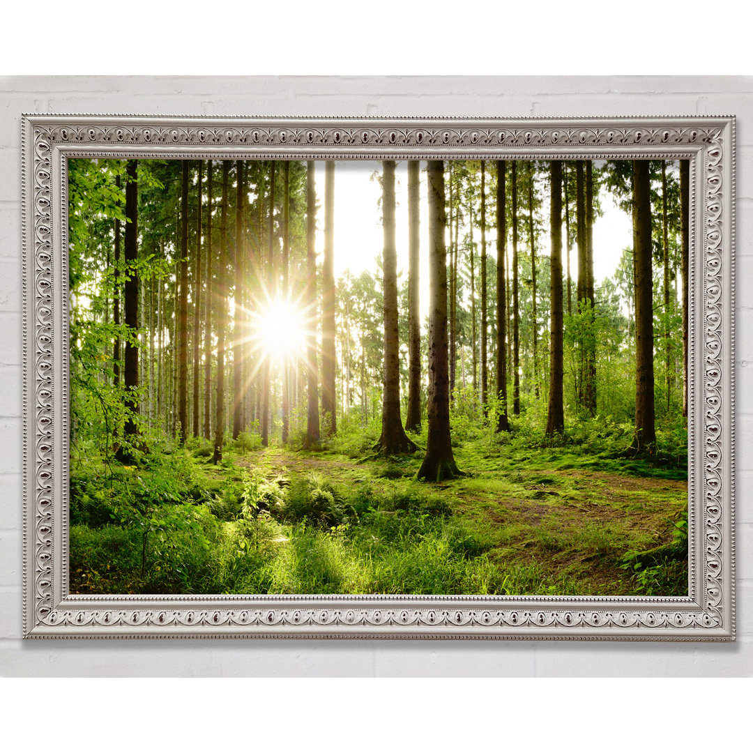 Sunshine In The Green Woodlands - Einzelner Bilderrahmen Kunstdrucke