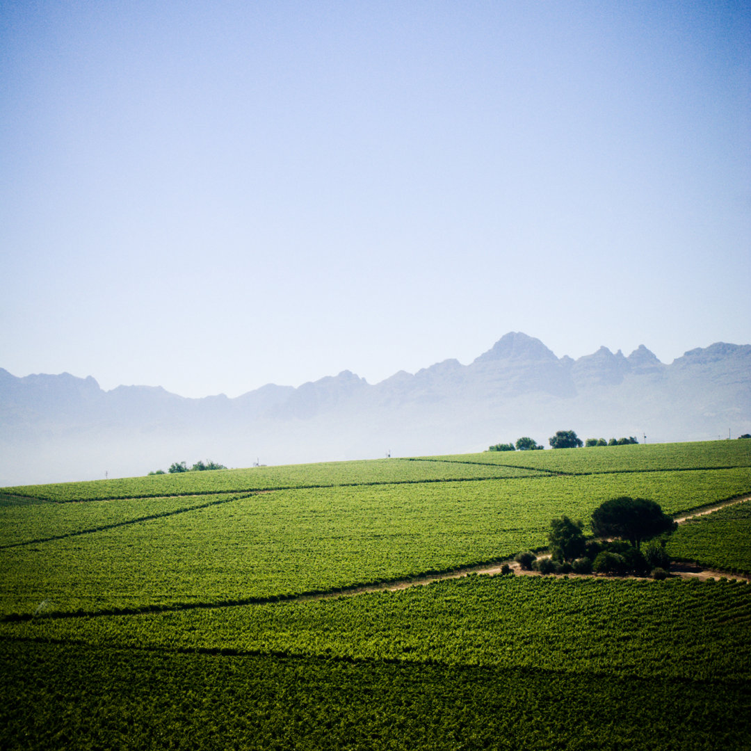 Stellenbosch winelands