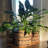 3 Piece Striped Plant Wicker Baskets