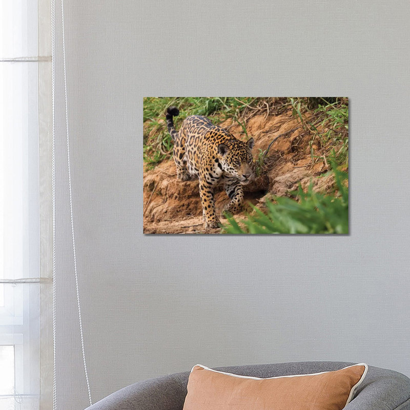 Jaguar Stalking by Ken Archer - Wrapped Canvas Print, 66.04 cm H x 45.72 cm W x 1.91 cm D