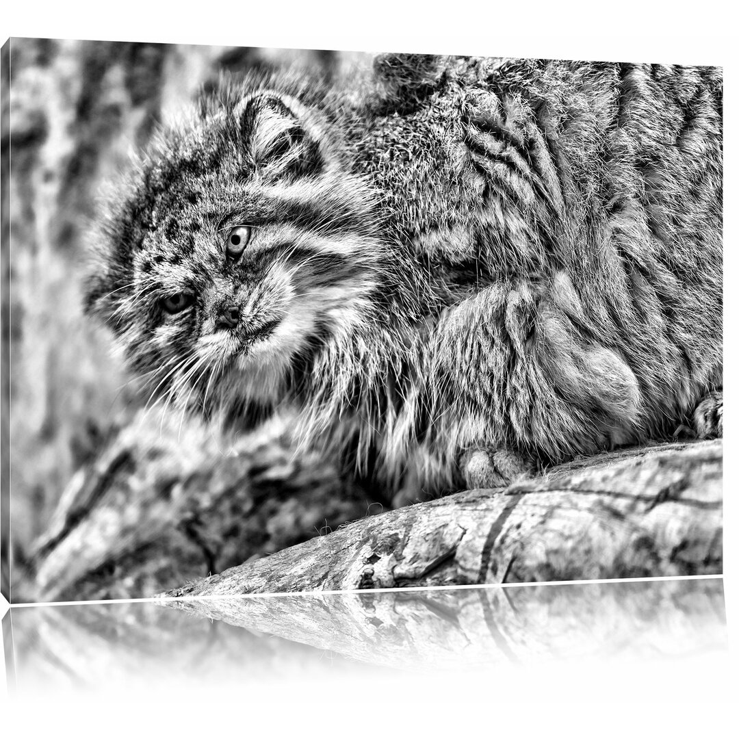 Leinwandbild Kleine Manul auf Stein in Monochrom