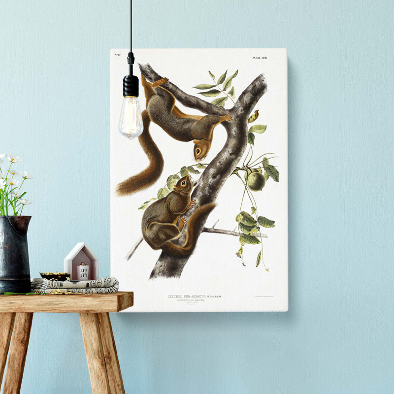 Orange-bellied Squirrels by J.W. Audubon - Wrapped Canvas Painting, 60cm H x 40cm W x 3cm D