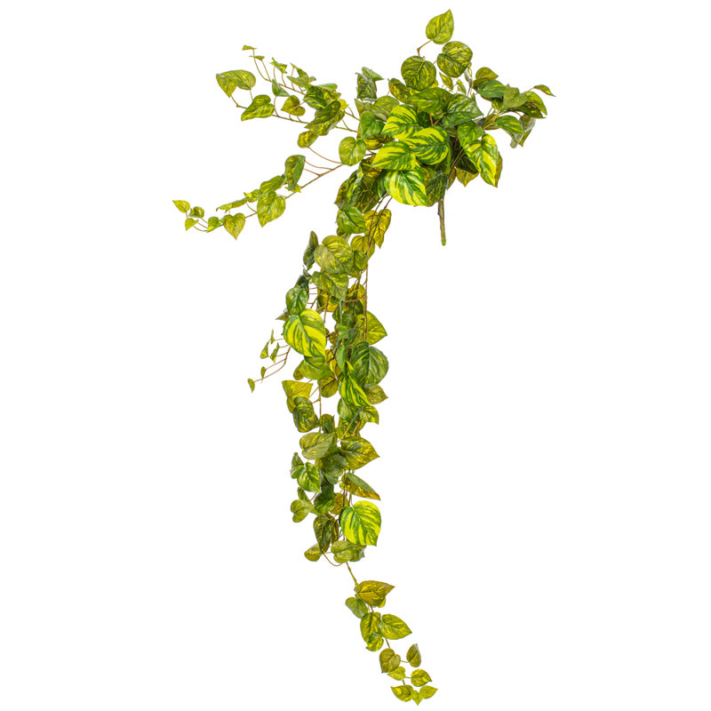Pothos