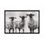 «Sheep I», reproduction sur toile-28956924-74587919-74587918