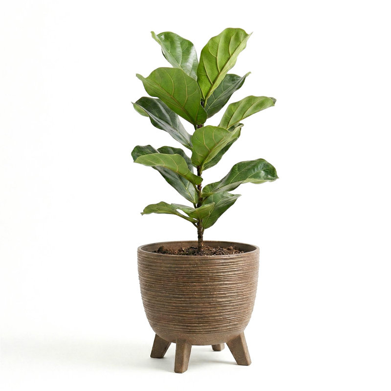 Pot Planter, Brown, 32cm H x 39.5cm W x 39.5cm D