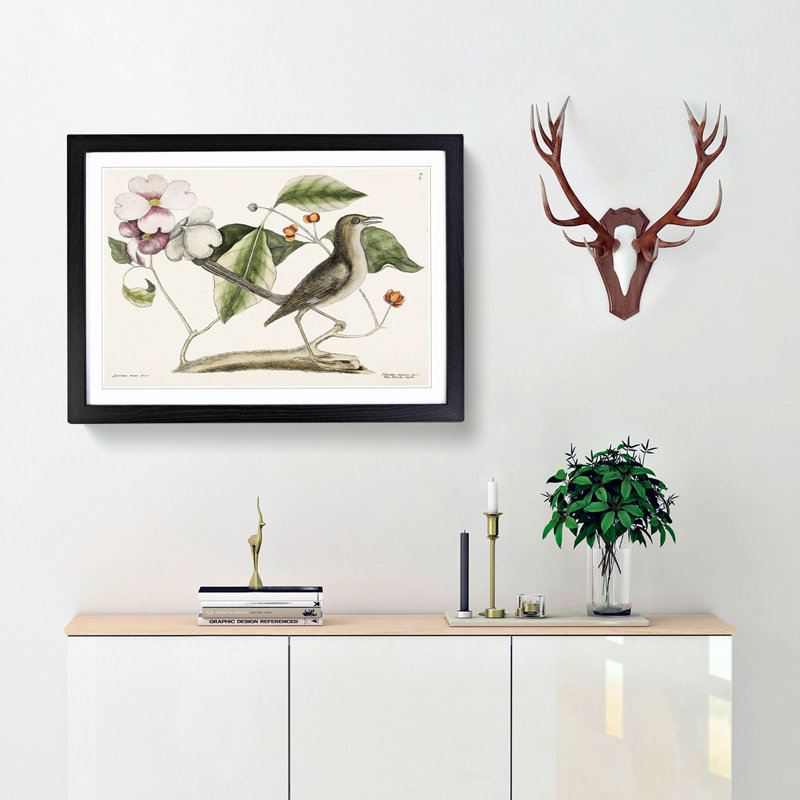 Mockingbird by Mark Catesby - Picture Frame Painting Print, 27cm H x 36cm W x 2cm D, Black Framed
