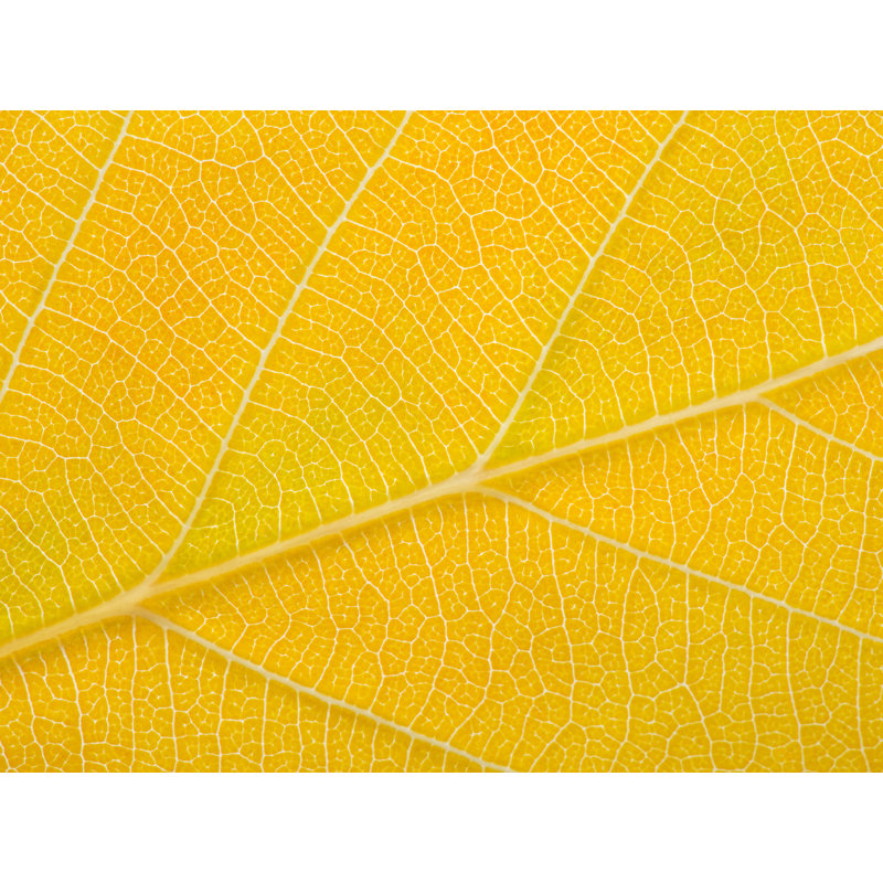 Autumn Leaf Print by Philippe Monthoux, Black Framed Paper, 24" H x 30" W