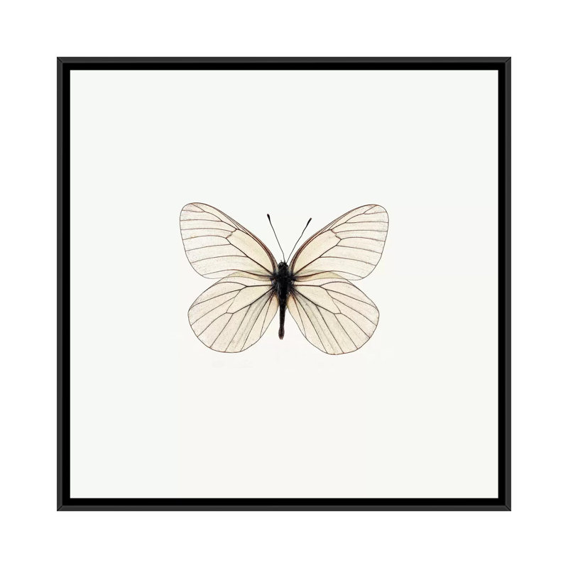 White Butterfly by PhotoINC Studio - Wrapped Canvas Gallery-Wrapped Canvas Giclée, 18" H x 18" W x 1.5" D, No Matte
