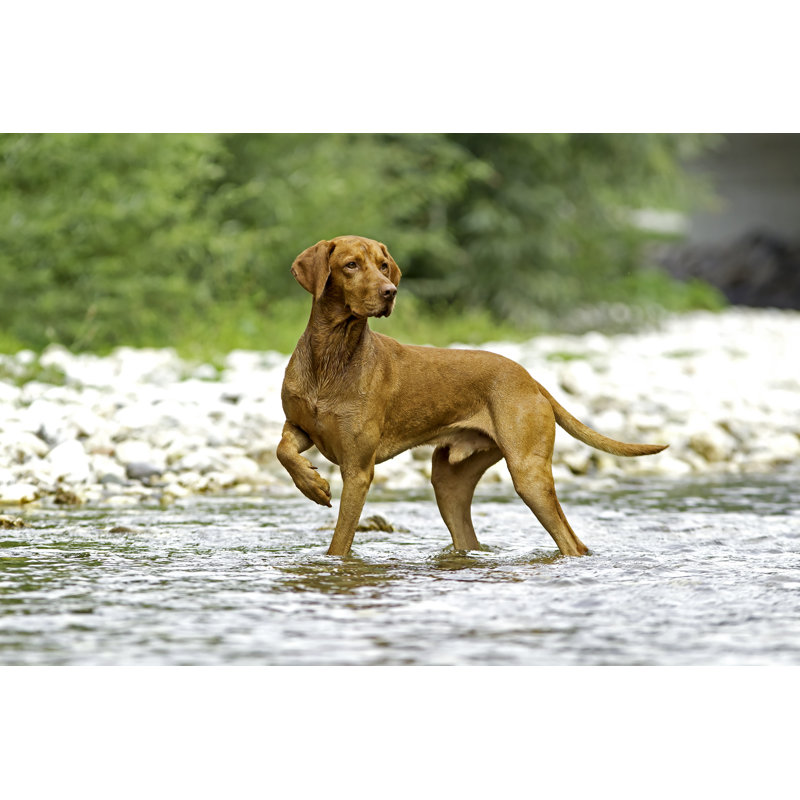 «Vizsla Pointing in Water» par Lexithemonster - photographie sur toile tendue, H 12 po x l 18 po