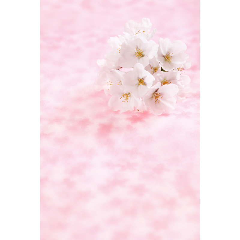 Cherry Blossoms - Wrapped Canvas Print, 122cm H x 81cm W x 3.8cm D