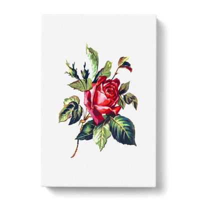 Red Rose Illustration - Wrapped Canvas