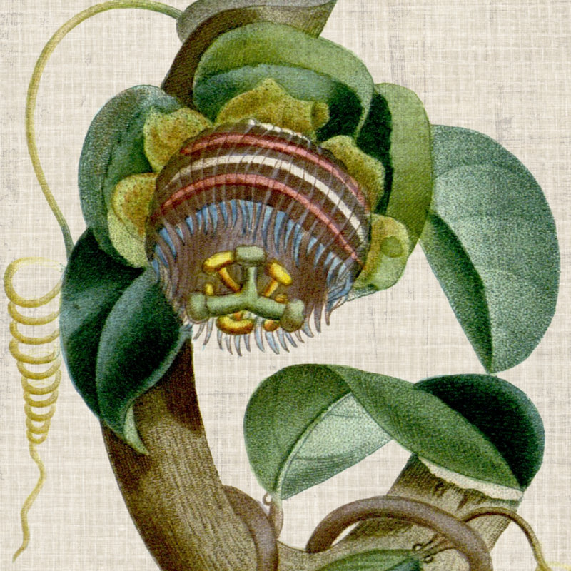 Cropped Turpin Tropicals IV - Wrapped Canvas Print, 30cm H x 30cm W