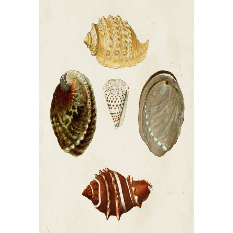 Knorr Shells IV 1 Piece Painting on Canvas, 76 cm H x 51 cm W, Black Floater Framed