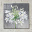Art mural en verre Cleome Splash 1 'par Julia Purinton-797889953