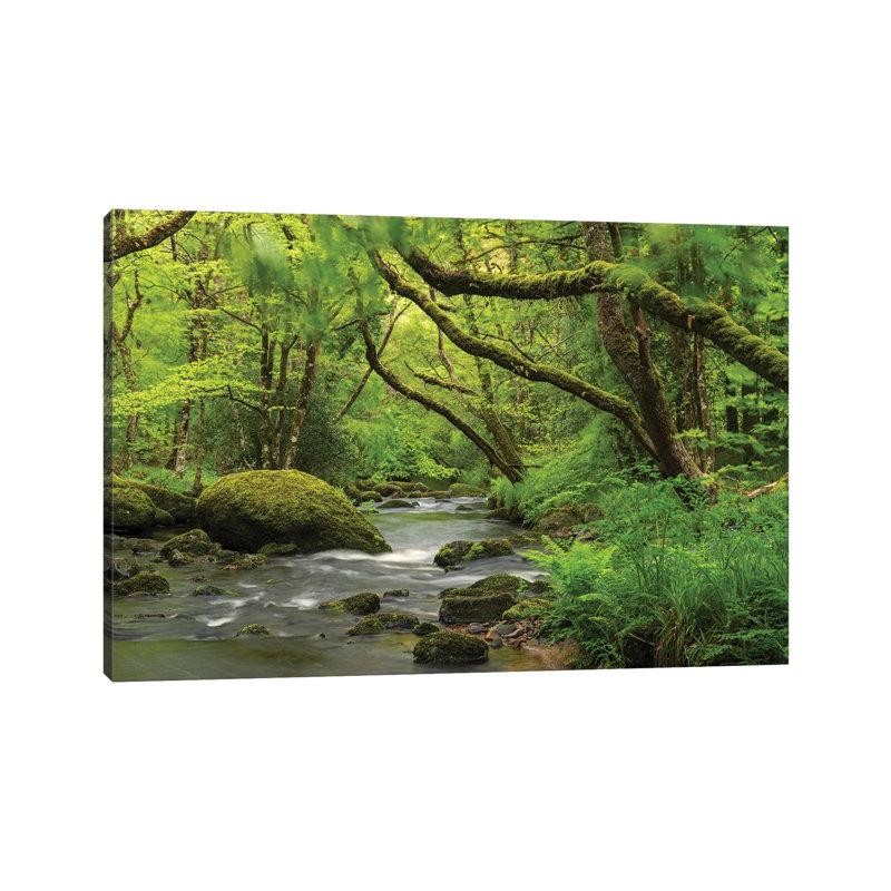 Fairytale Forest by Adam Burton - Wrapped Canvas Print, 101.6 cm H x 66.04 cm W x 3.175 cm D